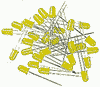 YELLOW LEDS